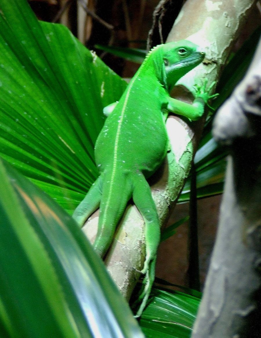 A Central Fijian banded iguana photographed at Cologne Zoo.