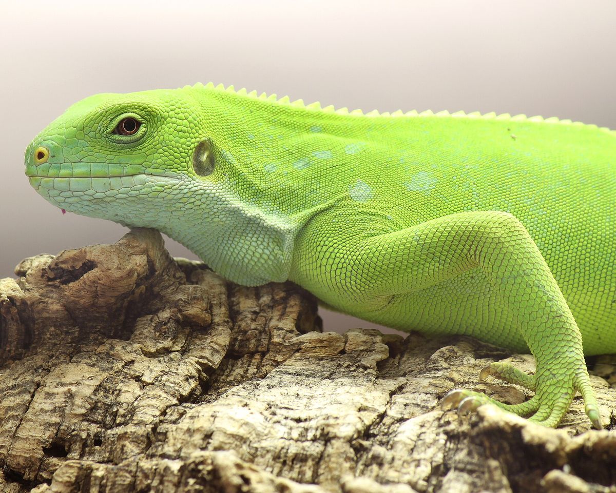 A Fiji banded iguana at Augsburg Zoo.