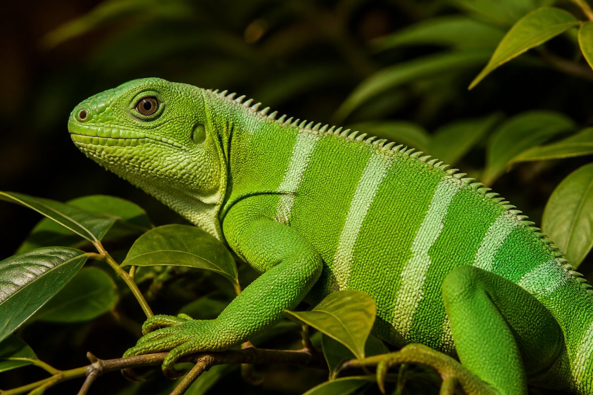 Lau banded iguana illustration