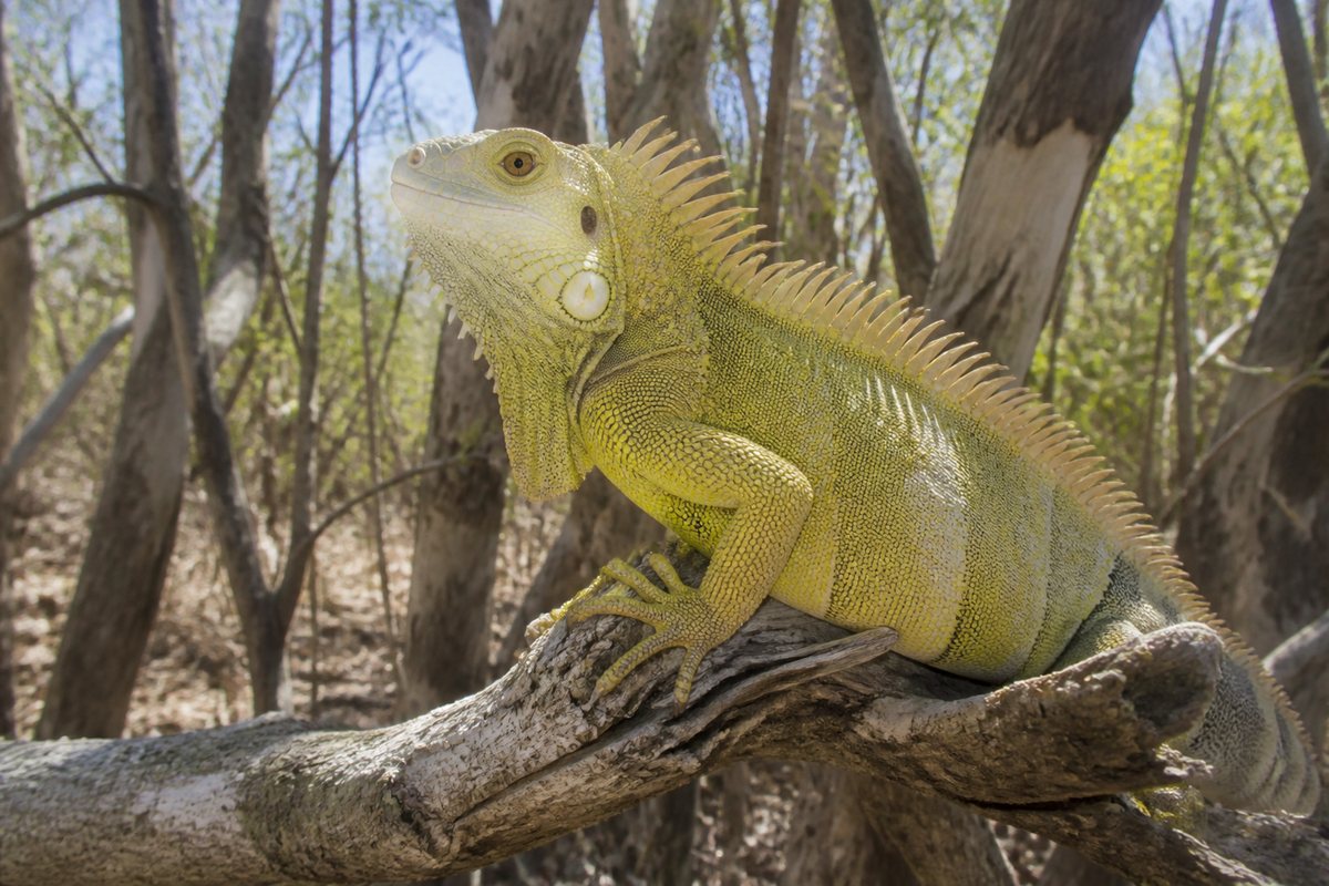 Fiji crested iguana illustration